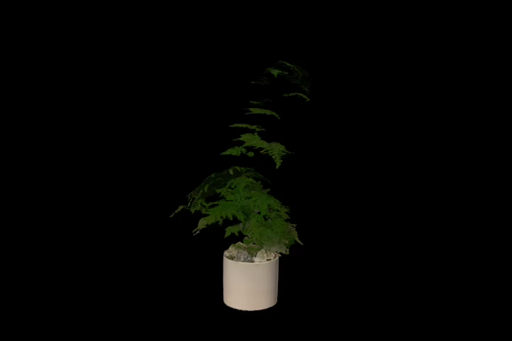 plant_viewport_a.gif