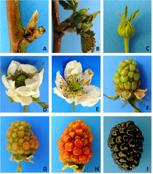 Phenological-stages-of-blackberry-fruit-development-a-dormant-buds-b ...