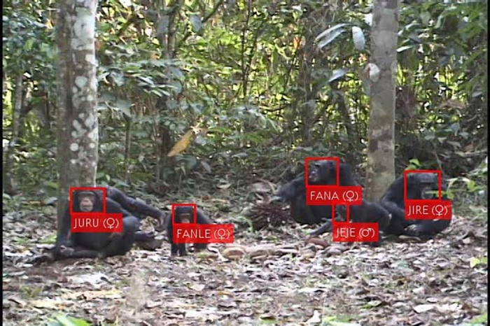 Face recognition for chimpanzees. Photo: Kyoto University, Primate Research InstituteAI in the Wild. Sustainability in the Age of Artificial Intelligence  