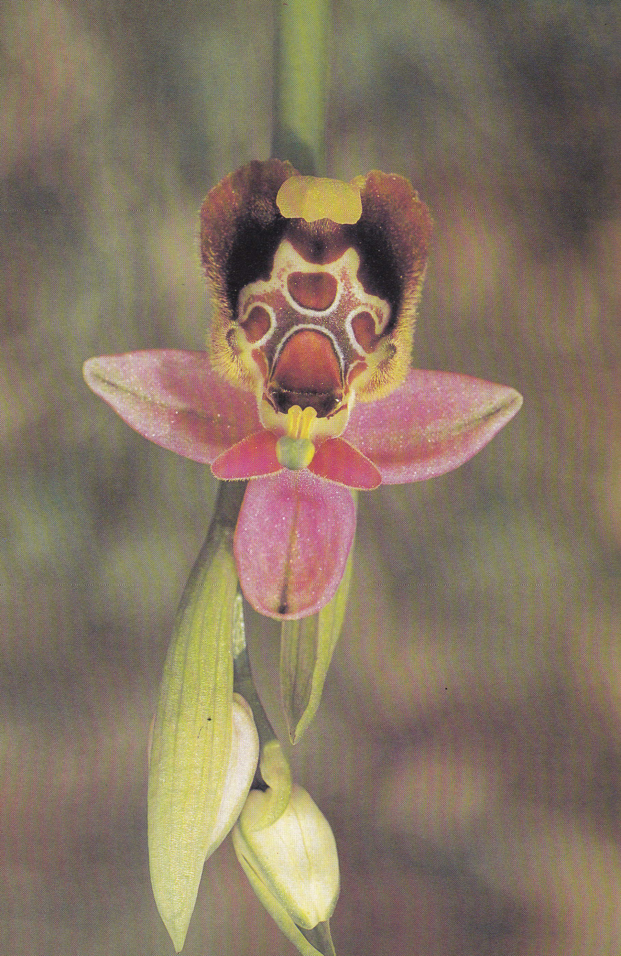 Bee-mimicry By The Late Spider Orchid (1979) — Are.na