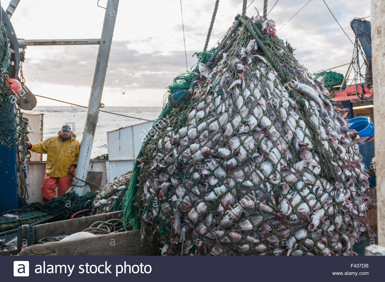 Haddock on Georges Bank