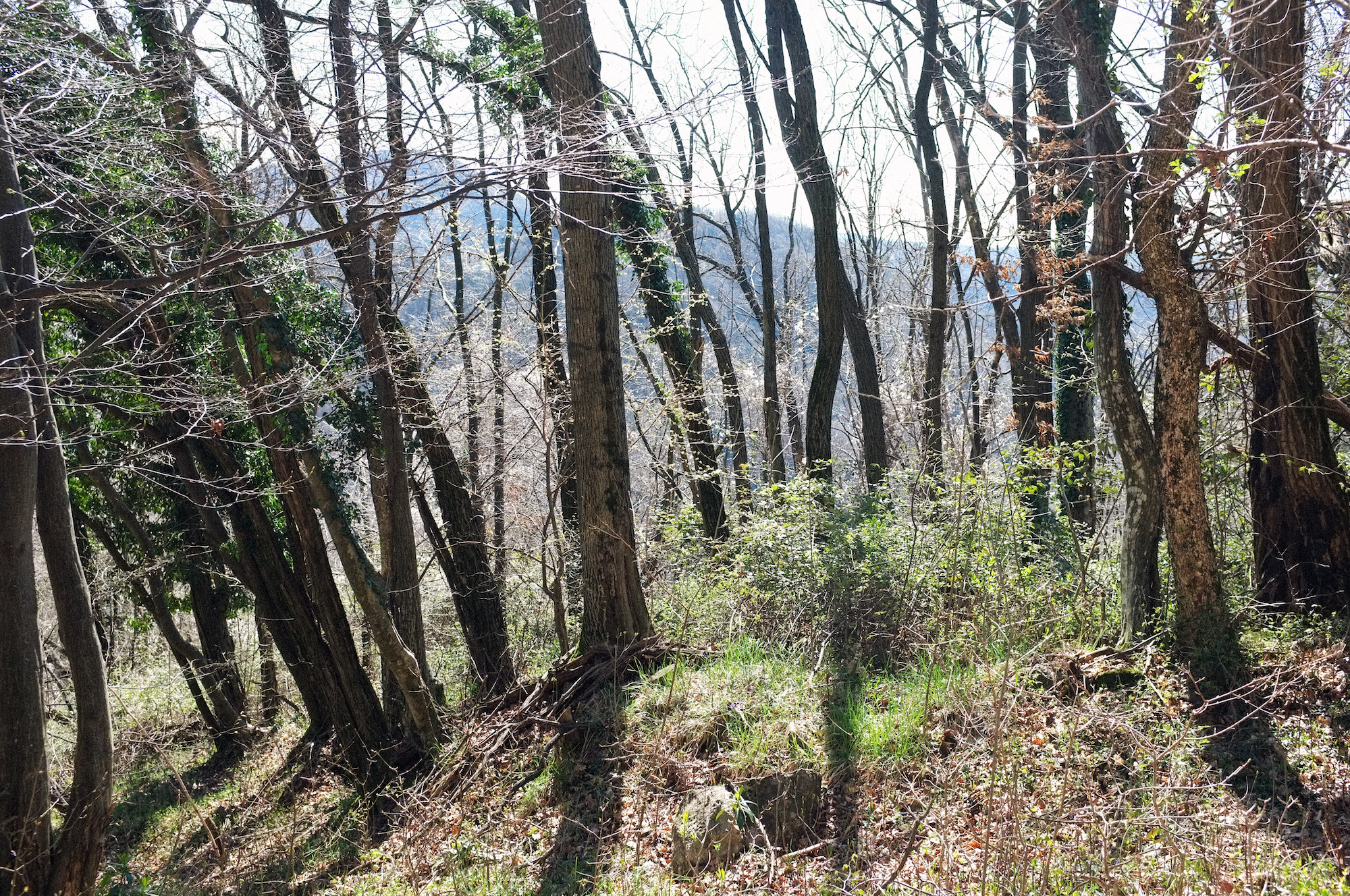 a picture of some trees with sunlight filtering through