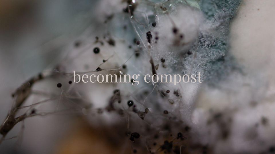 Macro photo of mold with light grey text that says becoming compost