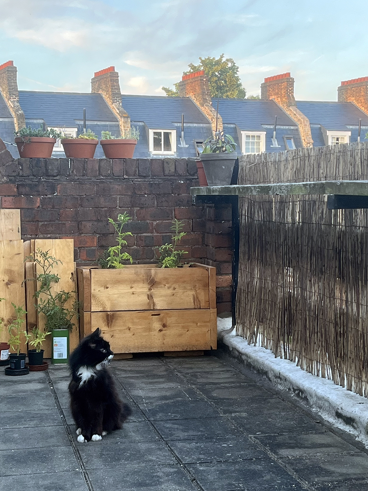 Terrace with a large wooden planter box and a small black cat sitting in front of it