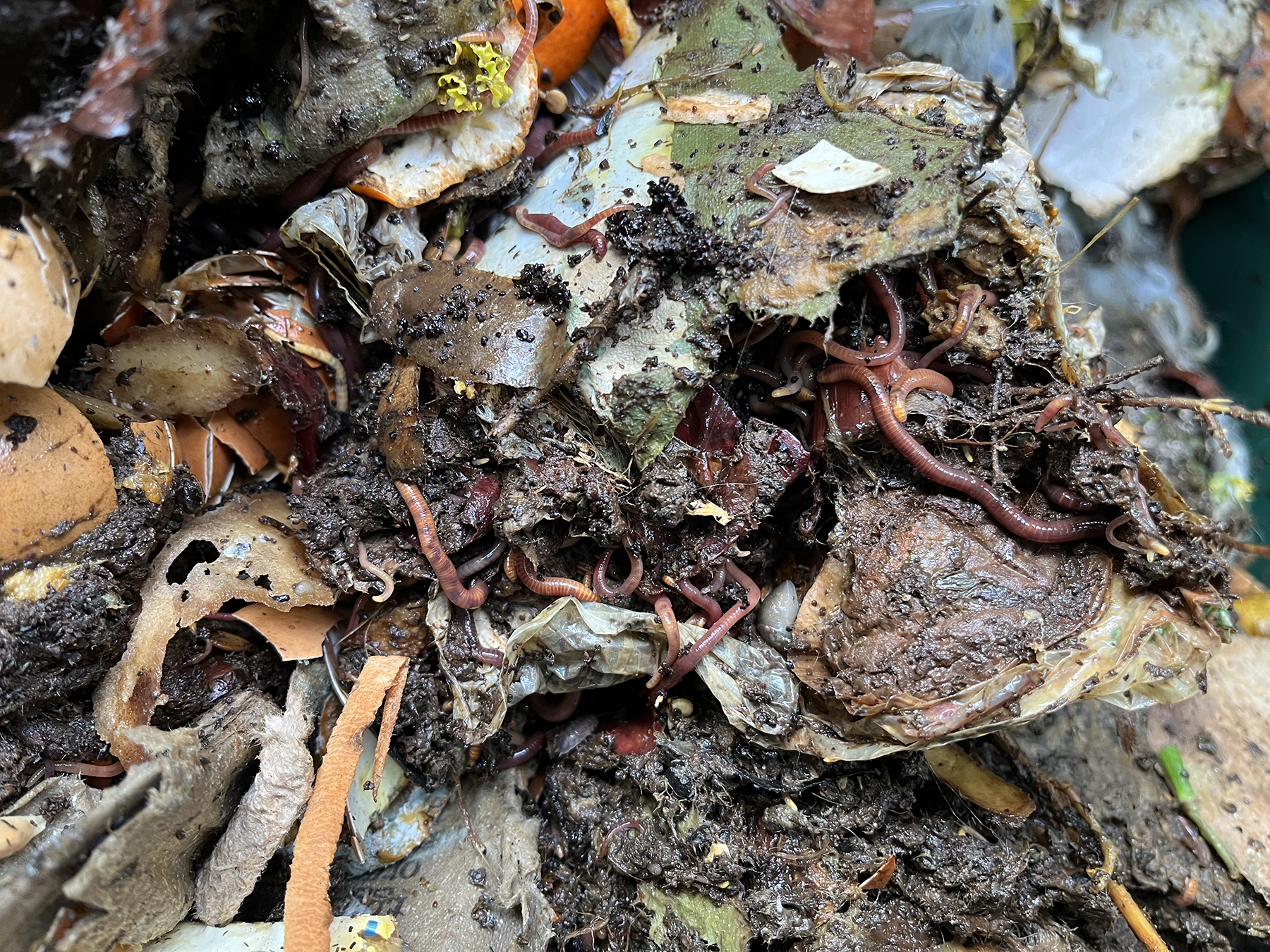 Compost with lots of worms in it