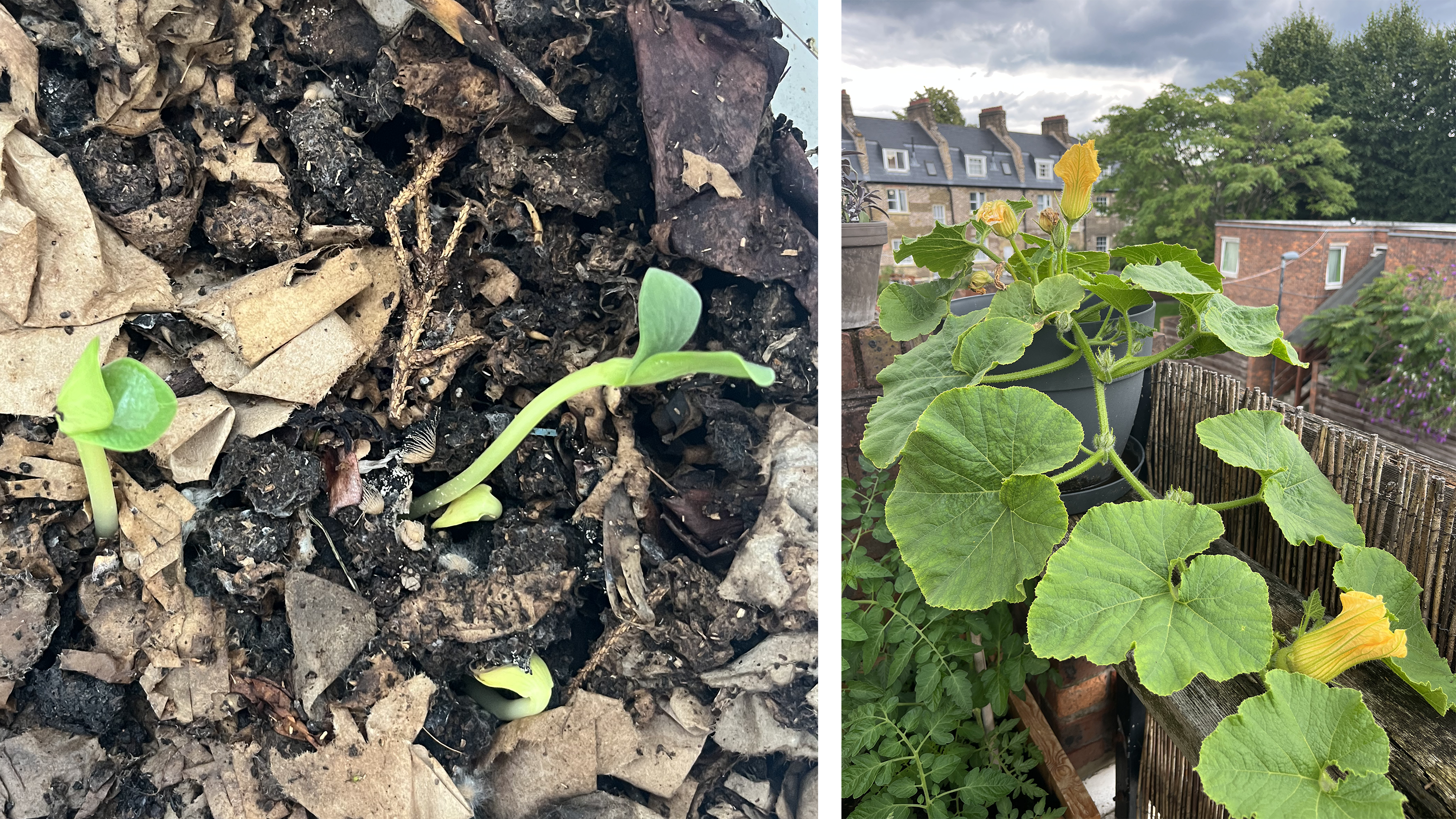 a picture of 3 small sprouts growing out of compost and one of a big flowering squash plant growing out of a pot