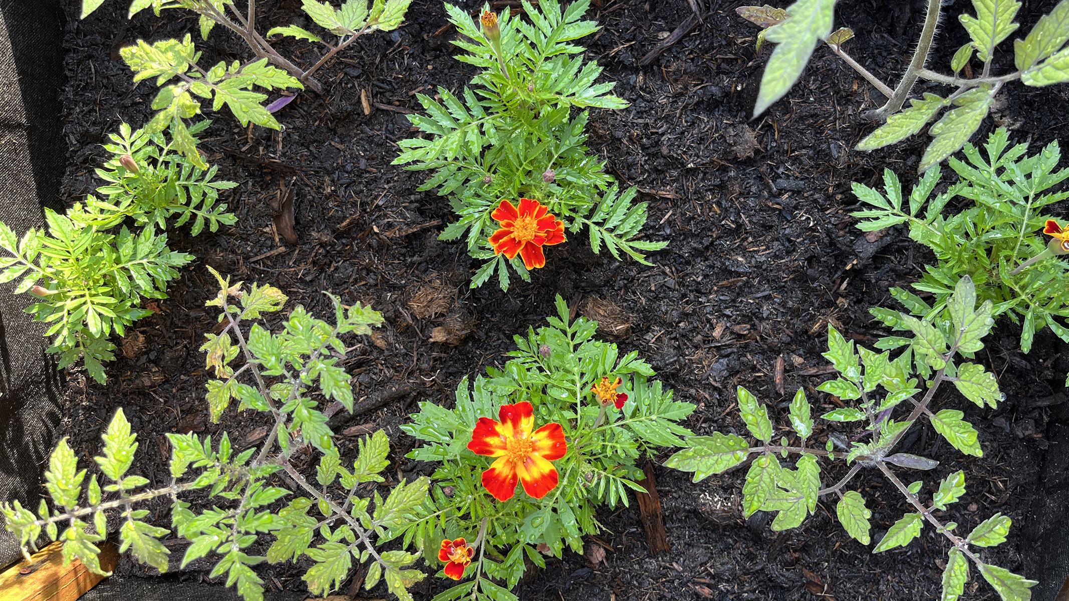 Top view of a big planter with 4 small tomato seedlings and some marigolds planted between