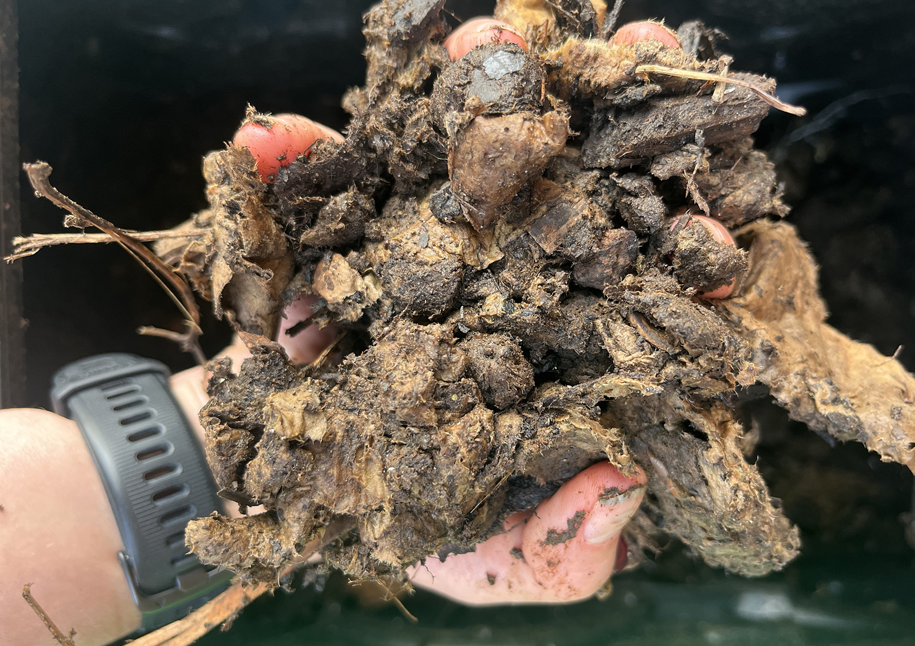 Holding a handful of half-done compost