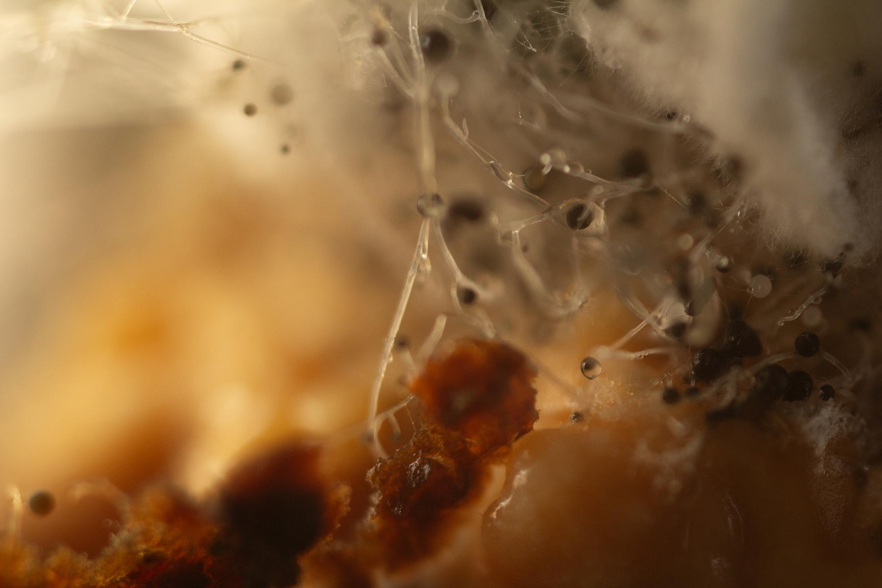 Abstract macro photo of rotting food and growing mould