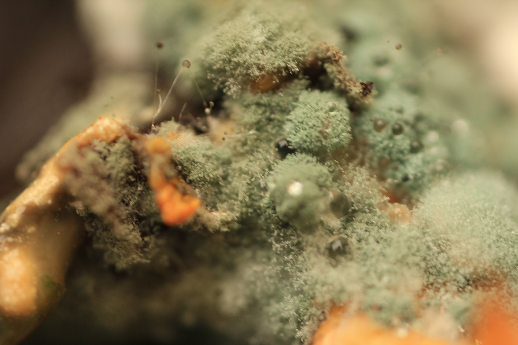 Abstract macro photo of green mould on orange organic material