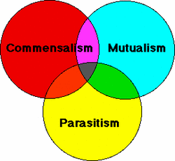 Commensalism/Mutualism/Parasitism