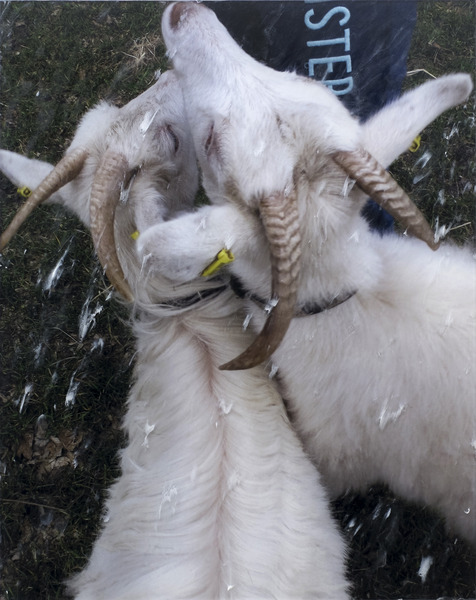 Anna-Sophie Berger, winter wool and spring shed, 2015 Anna-Sophie Berger, winter wool and spring shed, 2015