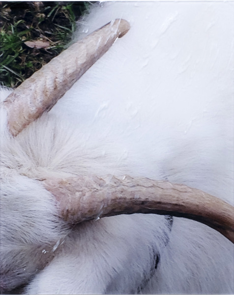Anna-Sophie Berger, growing horns, 2015 Anna-Sophie Berger, growing horns, 2015