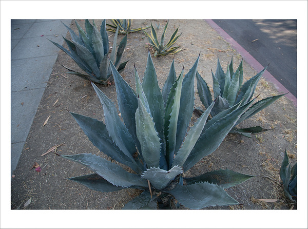 2015.07 Robin Graubard : jungle 2015.07 Robin Graubard : jungle