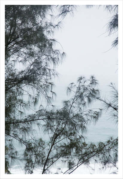 2015.07 Robin Graubard : jungle 2015.07 Robin Graubard : jungle