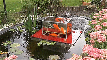 floating-fish-observatory-7466.gif