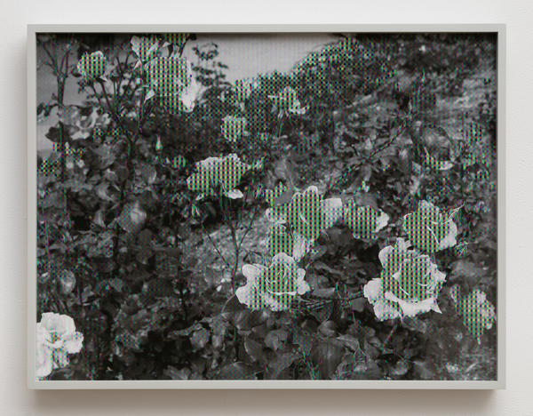 2016.04 Damon Zucconi : Red Roses for a Blue Lady, Rosa 'Duet', 2016 2016.04 Damon Zucconi : Red Roses for a Blue Lady, Rosa 'Duet', 2016