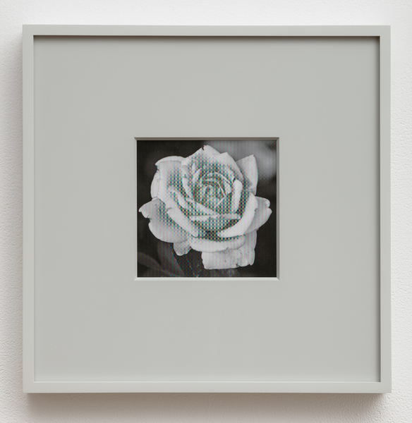 2016.04 Damon Zucconi : Red Roses for a Blue Lady, Rosa 'Ambiente', 2016 2016.04 Damon Zucconi : Red Roses for a Blue Lady, Rosa 'Ambiente', 2016