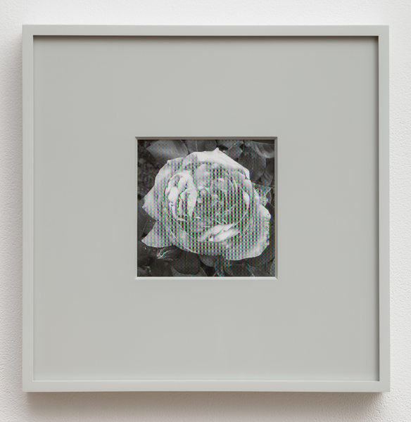 2016.04 Damon Zucconi : Red Roses for a Blue Lady, Rosa 'Pink Panther', 2016 2016.04 Damon Zucconi : Red Roses for a Blue Lady, Rosa 'Pink Panther', 2016