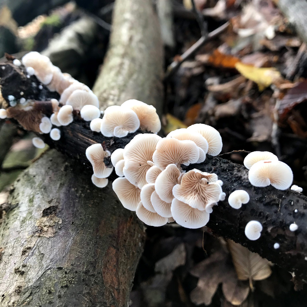 A close-up of white fungi growing on a log