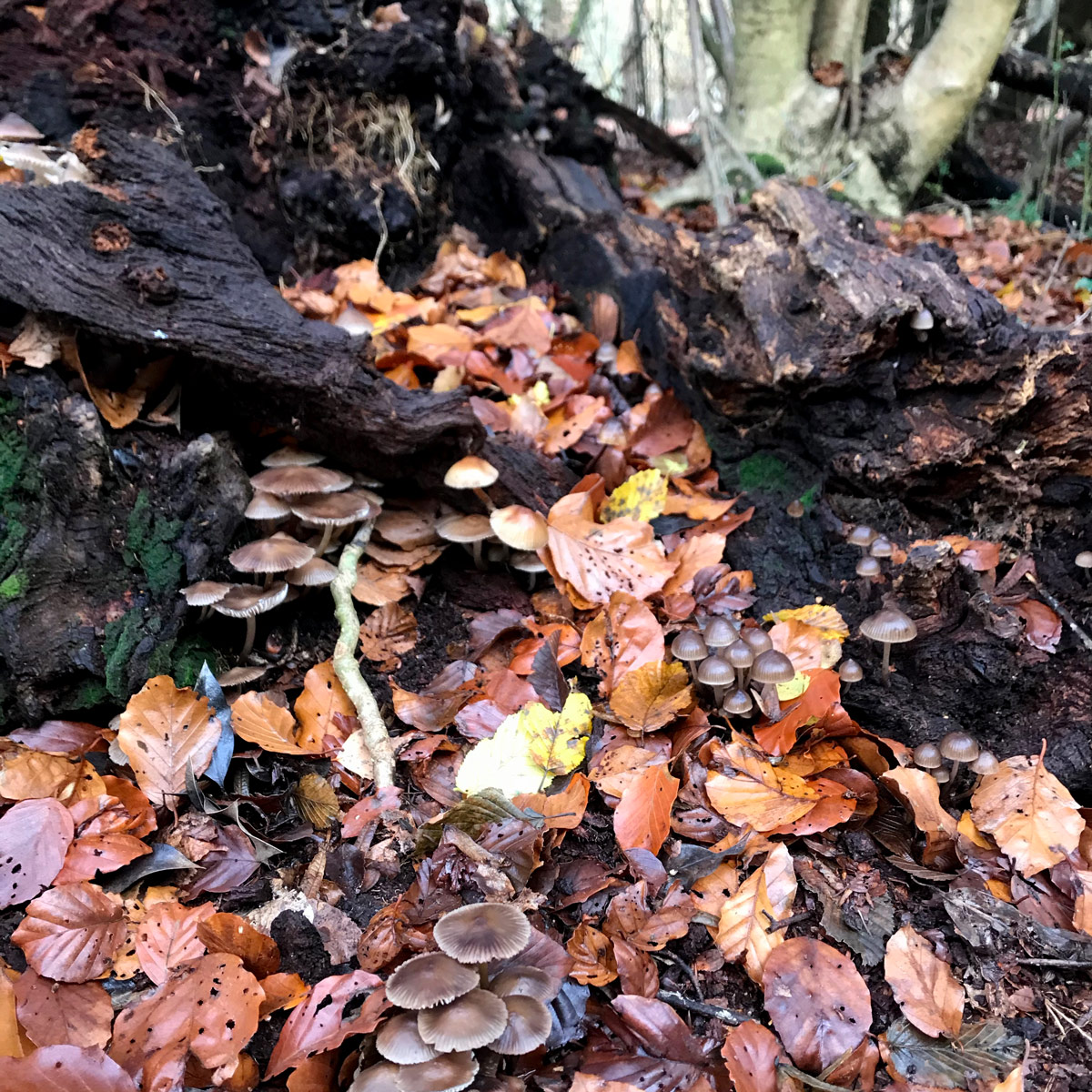 Lots of different types of mushrooms growing amongst Autumn leaves