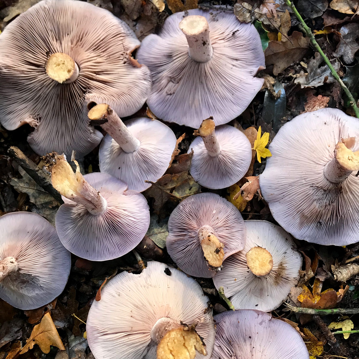 Harvested field blewits, lying upside down