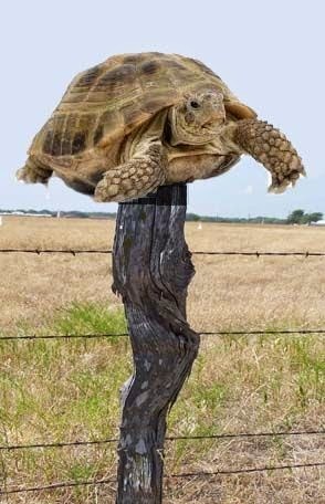 Are.na / Fence Post Turtle