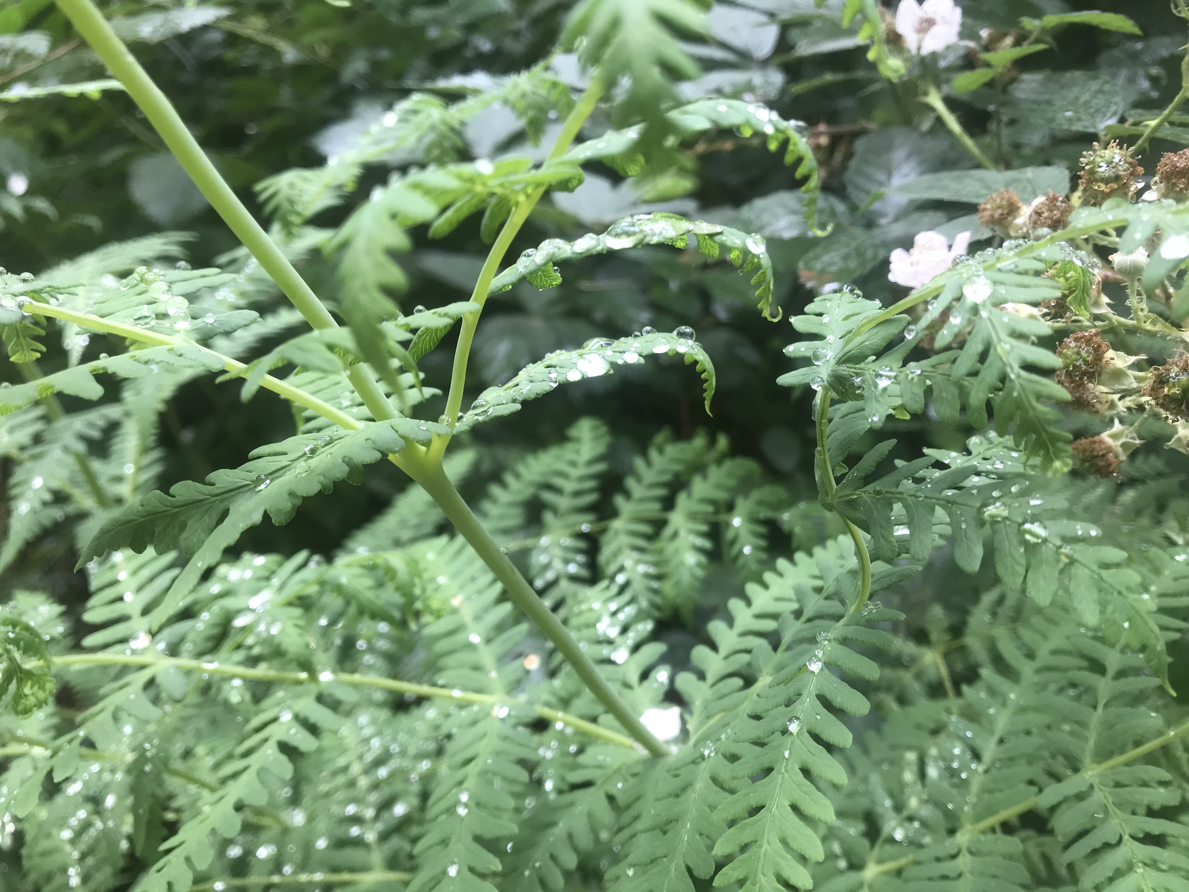 A close-up of some ferns covered in water droplets, taken in the Don Valley, Victoria