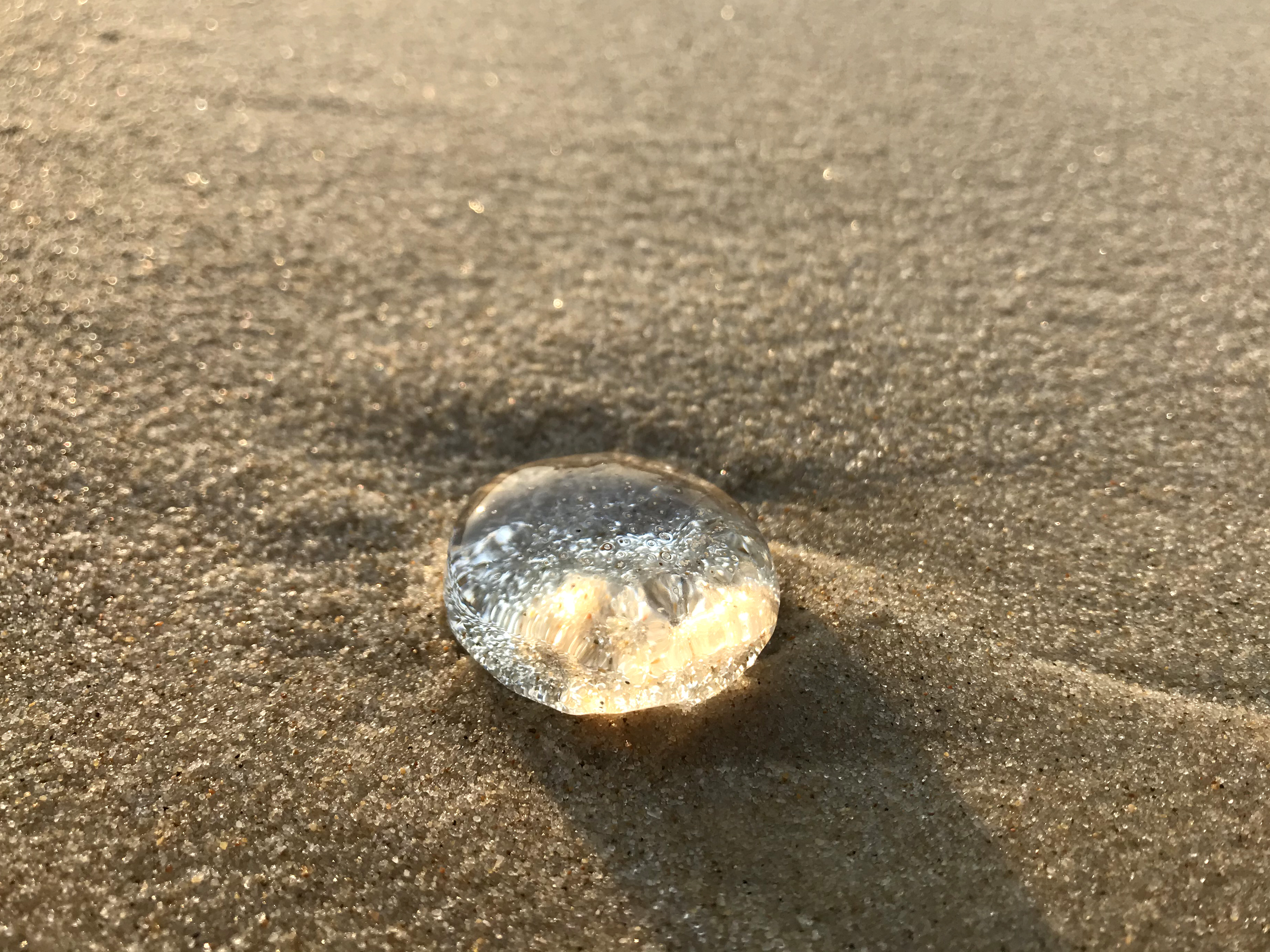 A moon jelly washed up on the shore