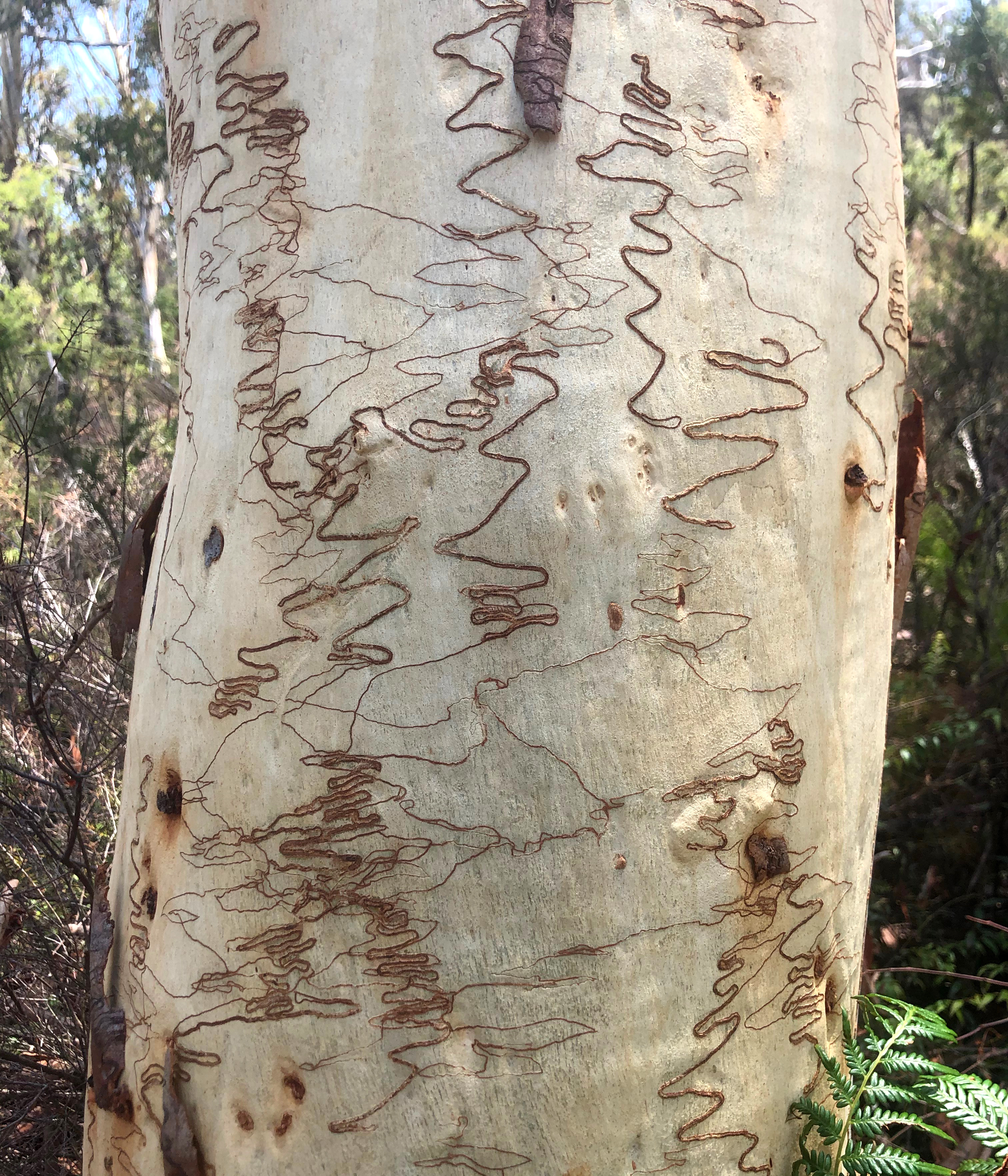 The bark of a scribbly gum, taken on a walk to lake Karboora