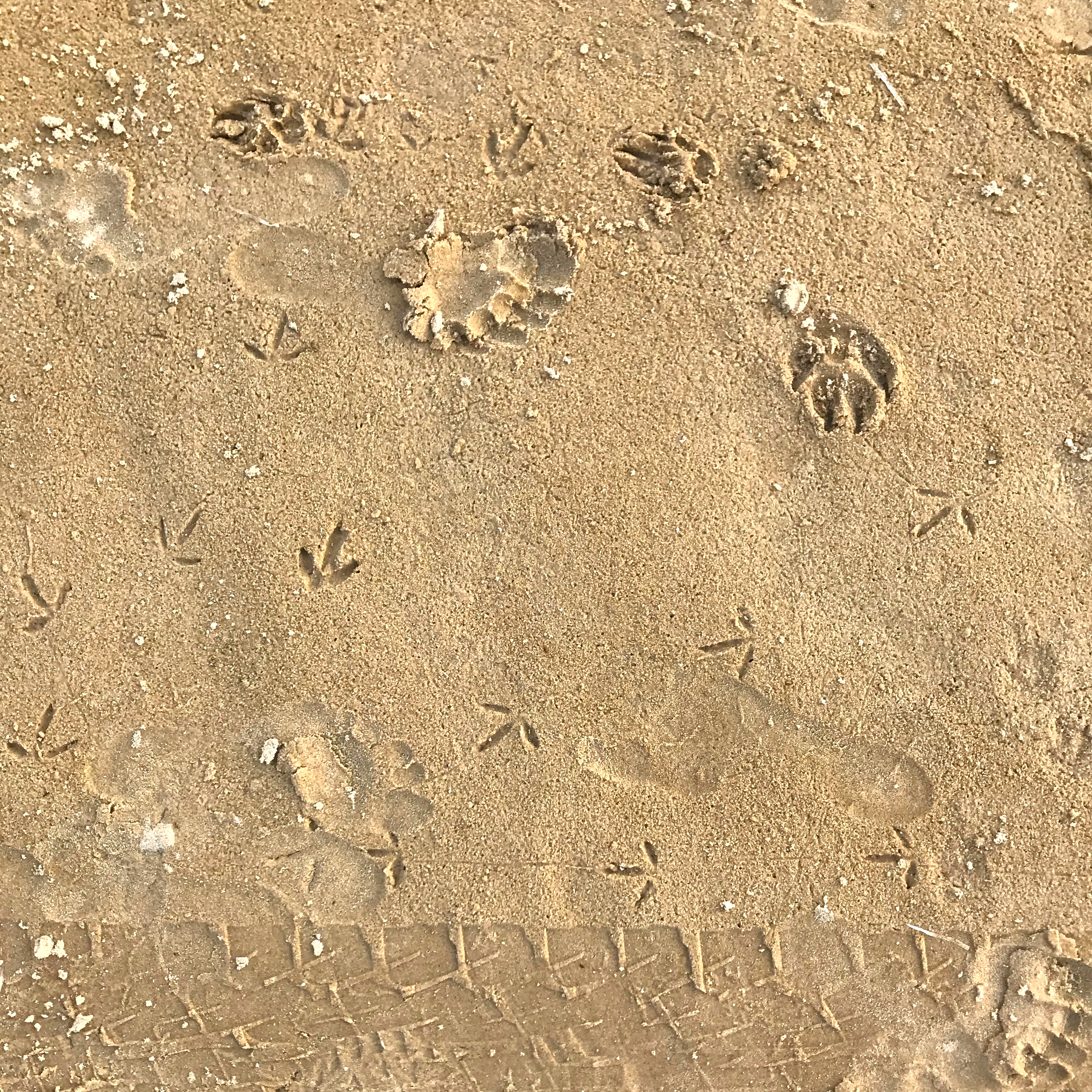 Prints in the sand left by birds, dogs, humans and cars