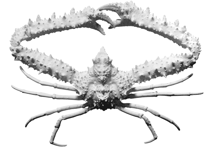 crab-4.gif