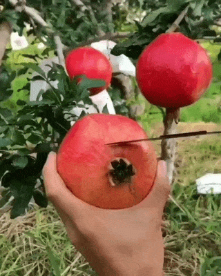 How to effectively slice a pomegranate