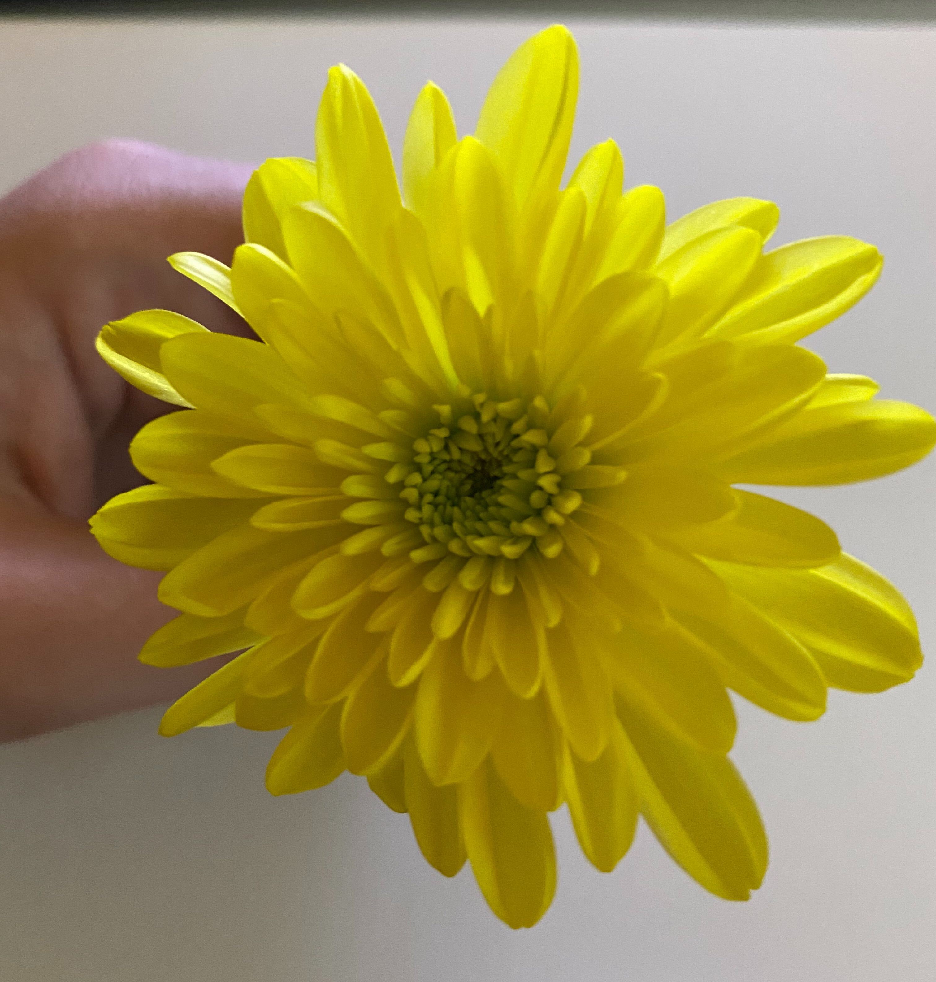 Image of a yellow flower.