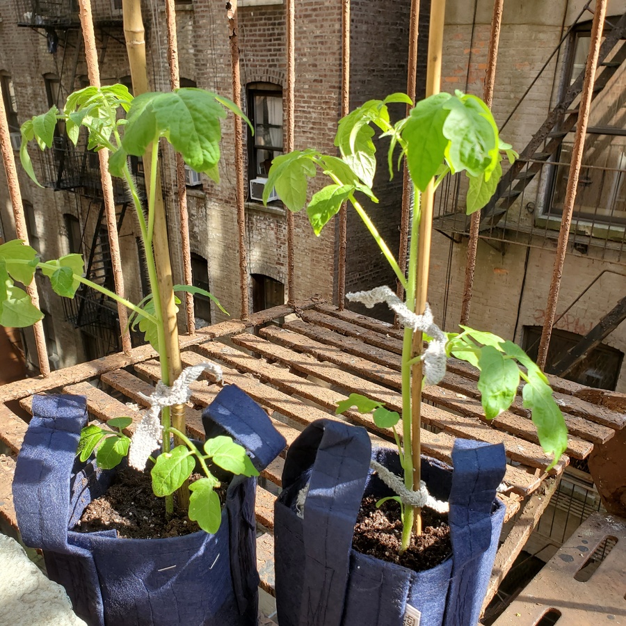 a picture of two medium-sized tomato plants in dark blue fabric pots on a fire escape