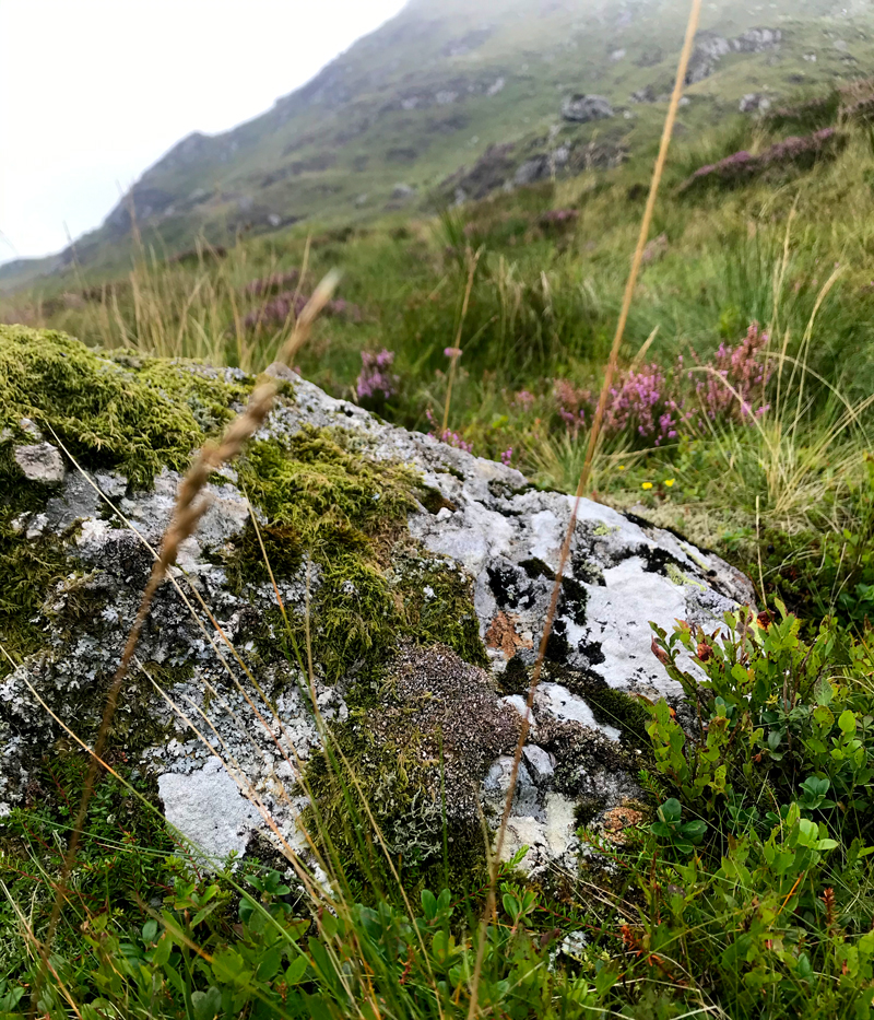 A rock covered with lichen and moss, found on the mountain Cadair Idris in Wales