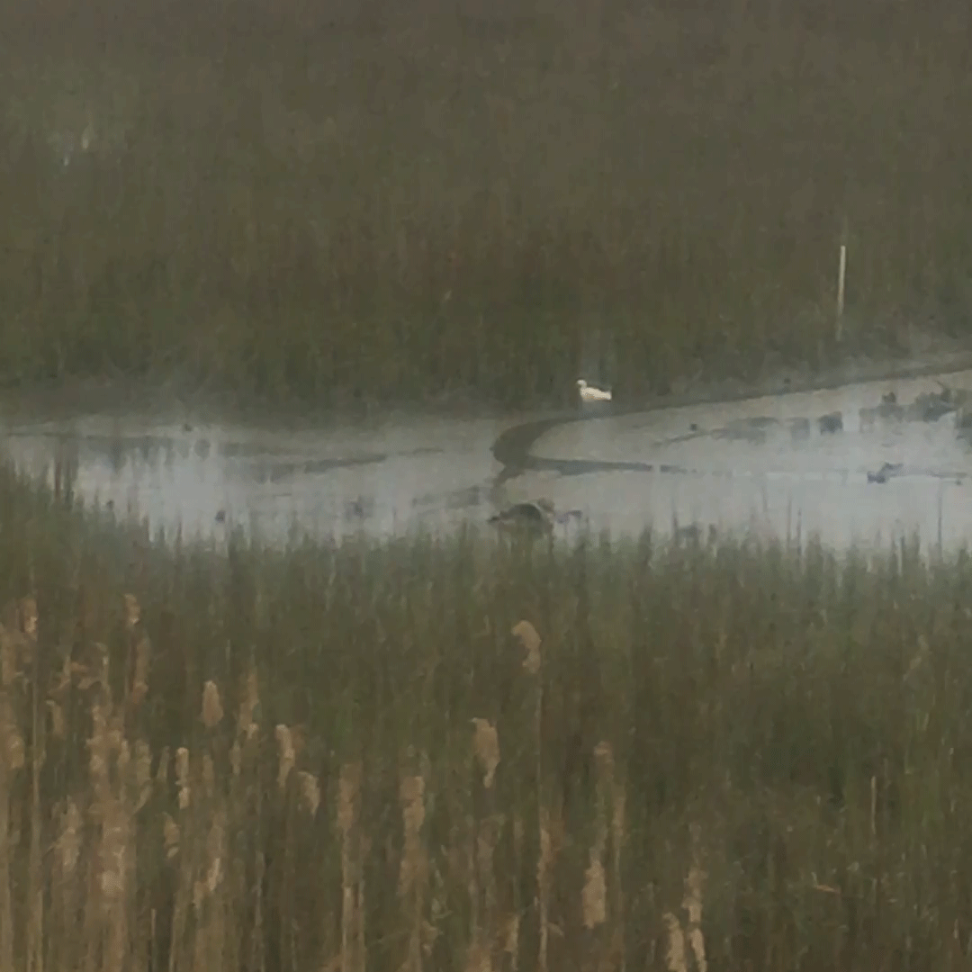 a gif of reeds moving in the wind, a crane walks in the background