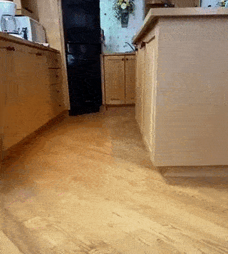 chasing.gif