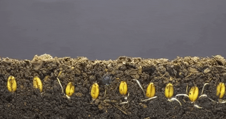 gif-time-lapse-row-yellow-seeds-cross-section-roots-and-sprouts-growing-from-seeds.gif